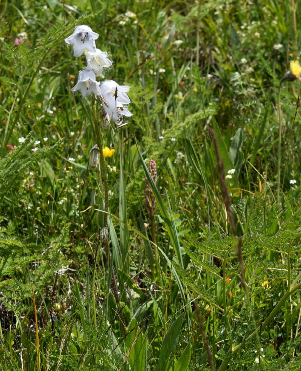 Campanula barbata, bianca